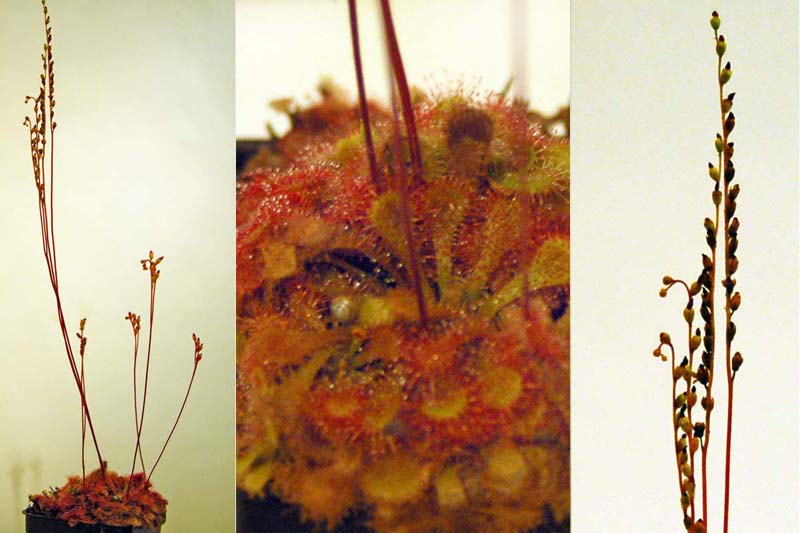 sundew