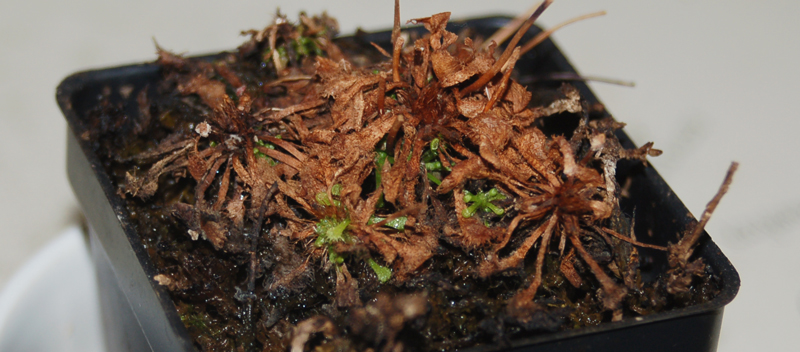 nursingsundew