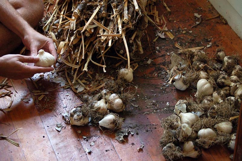 garlic1